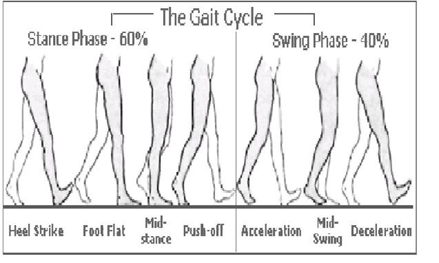 Gait cycle
