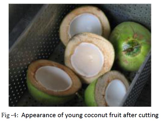 coconut fruit after cutting