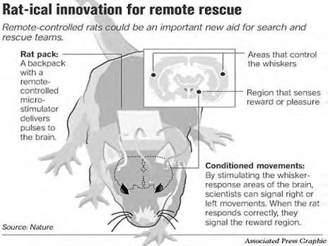 Rat implants