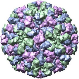 Norovirus