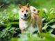 SHIBA INU