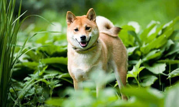 SHIBA INU