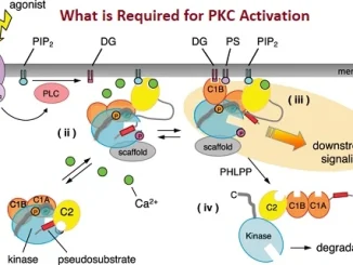 What is Required for PKC Activation