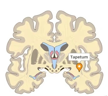 Tapetum in Anther Development